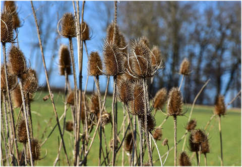 teasels-flowers-withered-dry-6060751