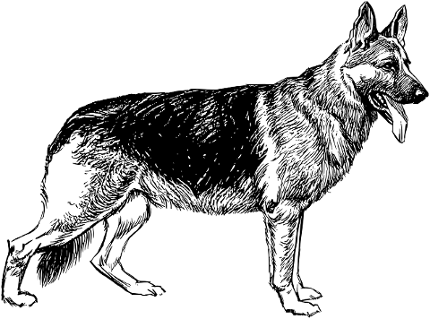 german-shepherd-dog-canine-animal-8043728