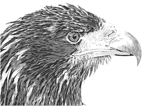 aquila-bird-raptor-head-beak-7842867