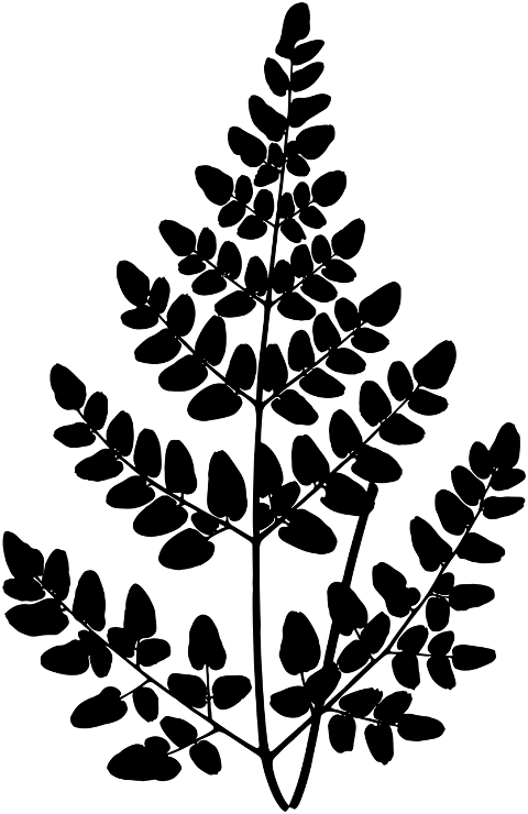 plant-stalk-silhouette-leaves-leaf-7337045