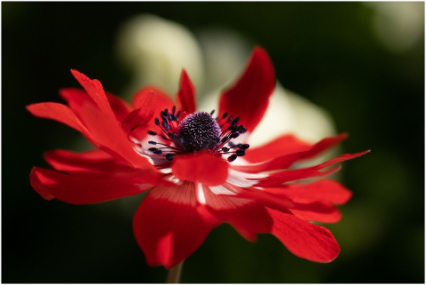 anemone-flower-red-flower-blossom-6288318