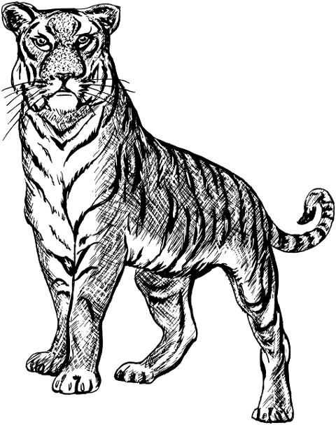tiger-big-cat-feline-line-art-7542094