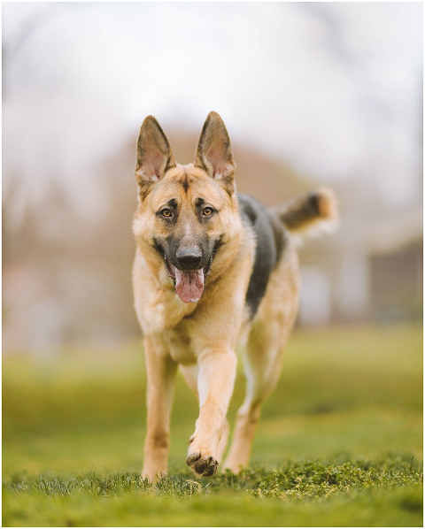 german-shepherd-dog-walking-play-6154882