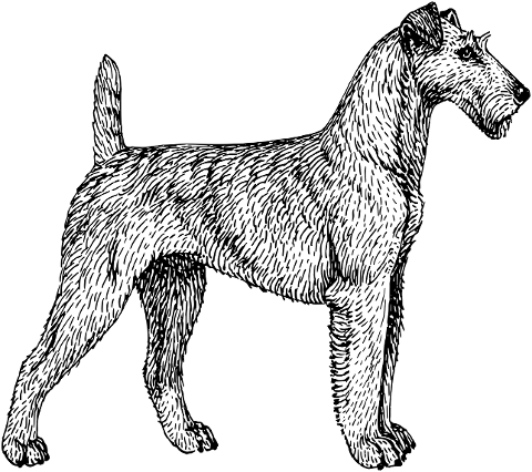 dog-irish-terrier-canine-animal-8043726