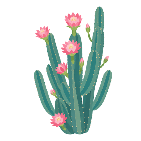 cactus-flowering-cactus-pink-flower-10358388