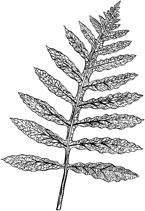 branch-leaf-leaves-plant-line-art-8034417