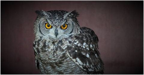 owl-eagle-owl-bird-owl-eyes-bill-6310386