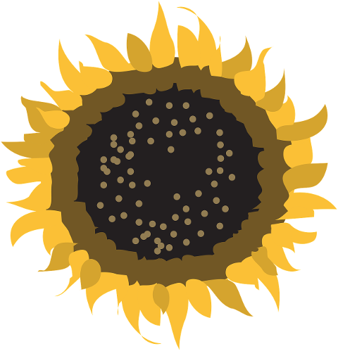 sunflower-flower-petals-seeds-6208434