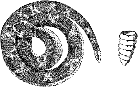 snake-animal-rattlesnake-line-art-7378332