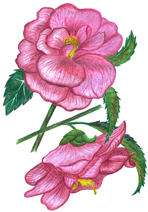 roses-flowers-watercolor-8485979