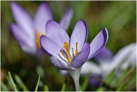 flowers-crocus-iris-blossom-bloom-6066801