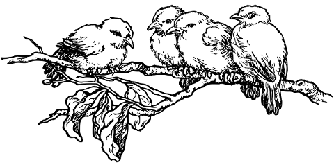birds-animals-tree-branch-7509852