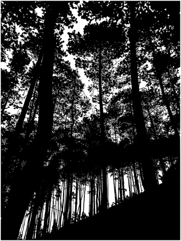 forest-trees-silhouette-branches-5207924