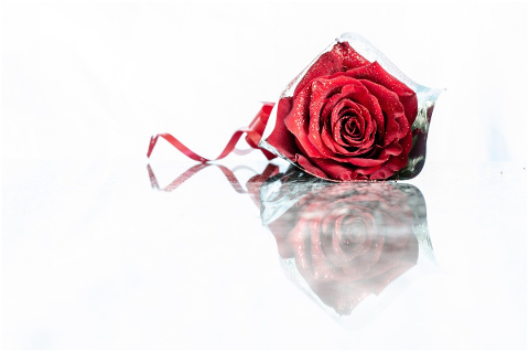 rosa-flowers-reflection-flower-4819489