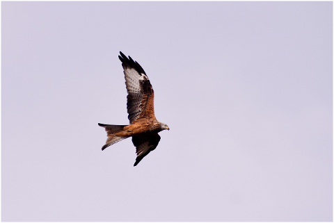 red-kite-bird-of-prey-milan-wing-4460176