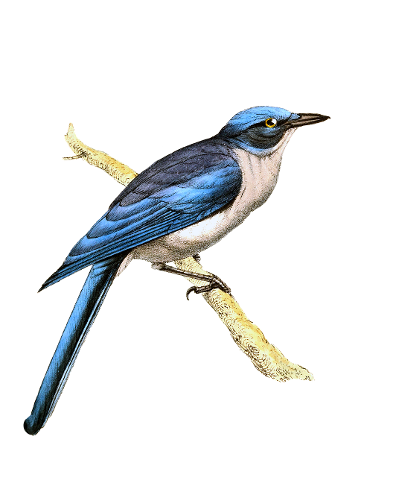bird-vintage-jay-drawing-art-blue-4496315