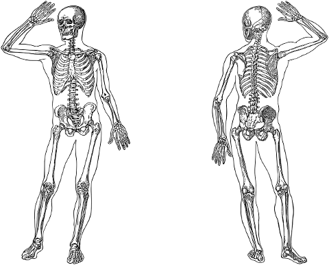 man-body-human-skeleton-bones-7337110