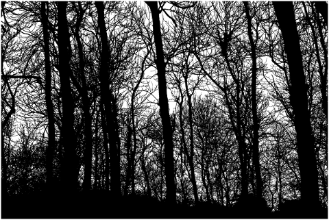 forest-trees-silhouette-branches-5138499