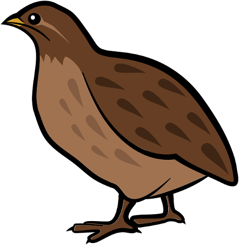bird-quail-beak-feathers-plumage-7846294