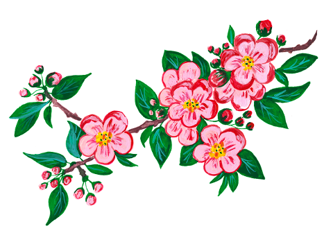 spring-spring-flower-cherry-blossom-6241795