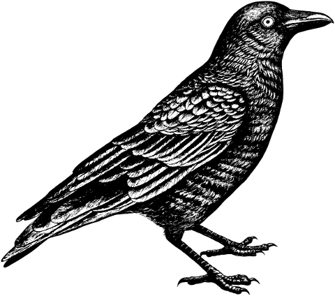 crow-bird-line-art-raven-animal-5161177