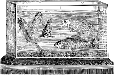 aquarium-fish-line-art-animals-5130429