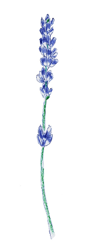 lavender-blue-provence-flowers-5093764