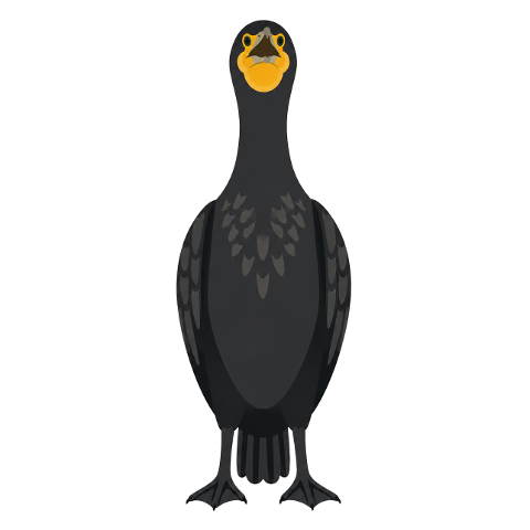 great-cormorant-bird-water-bird-10368948