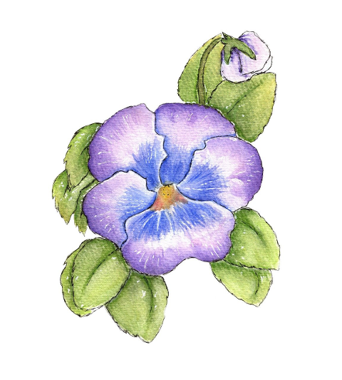 violet-flower-watercolor-viola-6066088