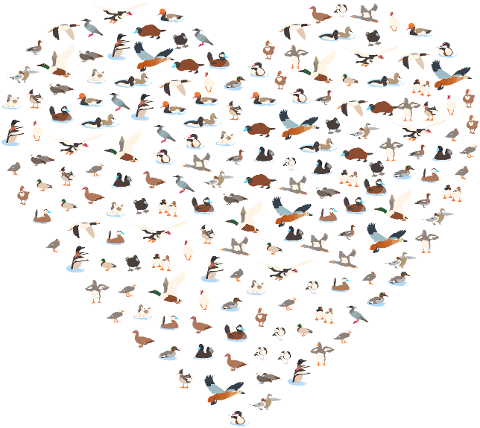 ducks-heart-love-birds-animals-8000893