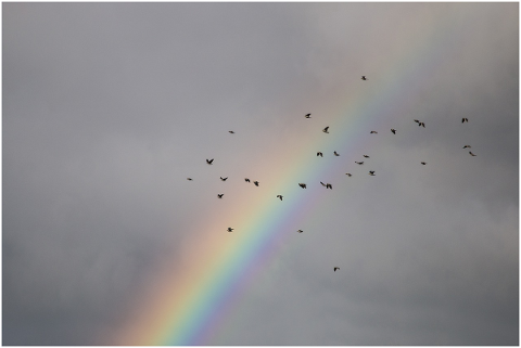 rainbow-the-birds-sky-5156768