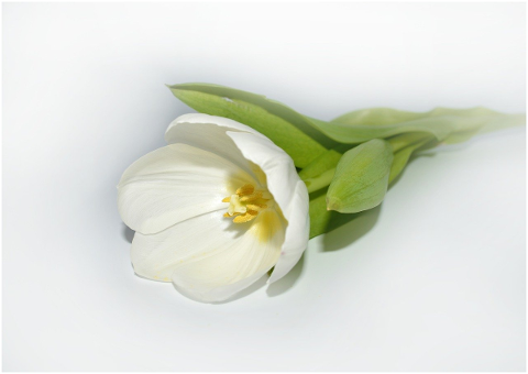 tulip-white-blossom-bloom-flower-4933226
