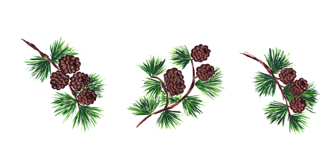 pine-cones-art-cutout-spruce-larch-6895875