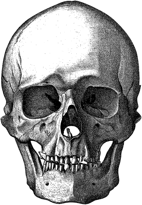 skull-head-cranium-bones-skeleton-8135218