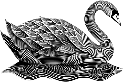 swan-bird-animal-ornithology-9545966