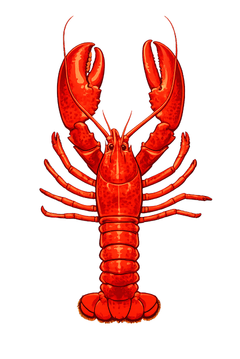 lobster-red-lobster-crustacean-10413382
