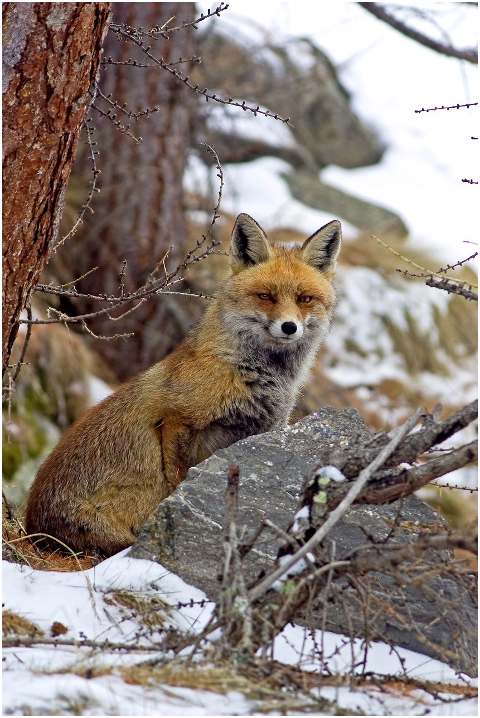 red-fox-carnivorous-mammal-predator-6065608
