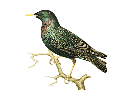 starling-bird-passerine-perched-6315557