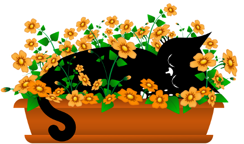 cat-kitten-black-cats-pet-animal-9592013