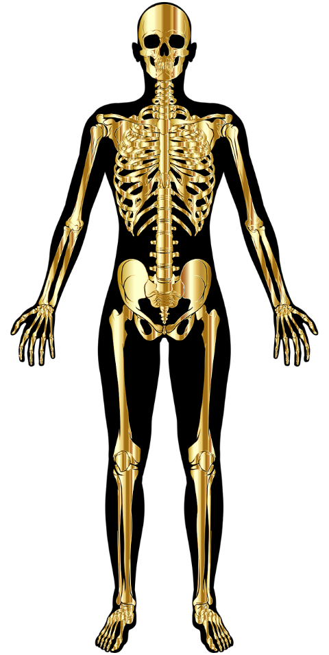skeleton-bones-skeletal-6522596