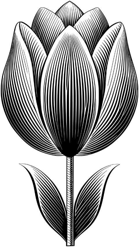 ai-generated-tulip-flower-plant-9604580