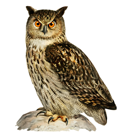 eurasian-eagle-owl-owl-bird-animal-6259389