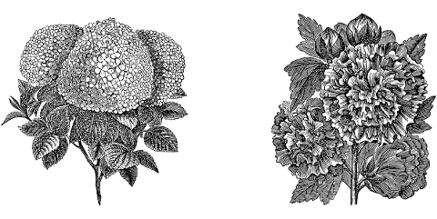 hydrangea-althea-flowers-line-art-7297626