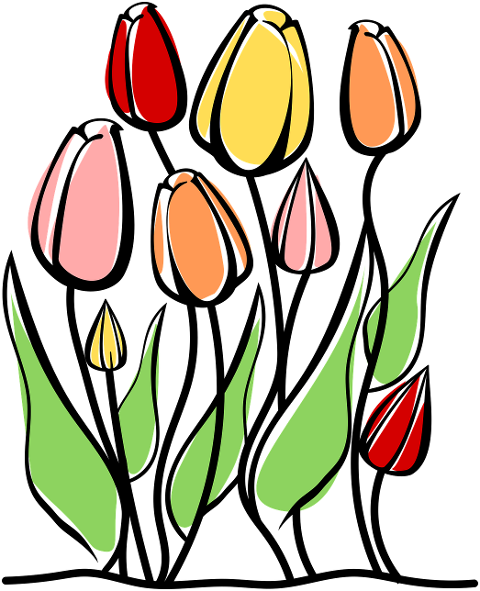 tulips-flowers-multicolored-flowers-8801331