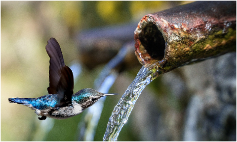 hummingbird-water-bird-nature-5943549