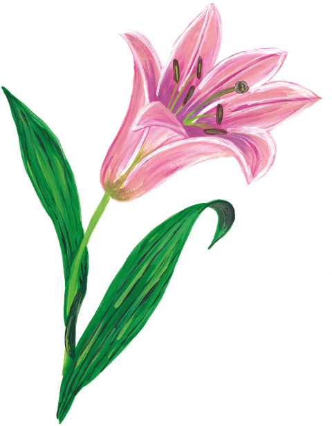 lily-flower-pink-flower-bloom-8506059