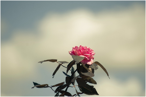 rose-flower-plant-pink-rose-6088386