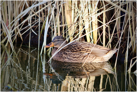 mallard-duck-pond-reed-animal-6065710