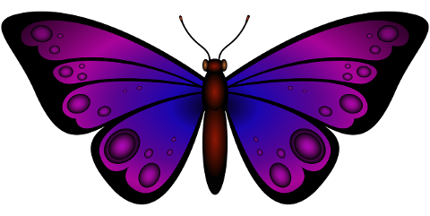 insect-butterfly-entomology-wings-7027618
