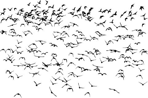 birds-flock-silhouette-6060820